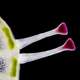 Illustration for article titled The Microscopic Beauty of Photographys Smallest Subjects